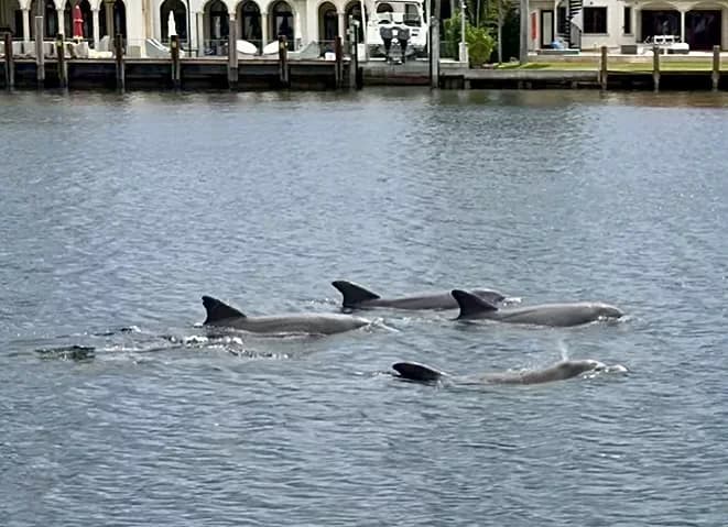 Water Limo Luxurious Pontoon Charters